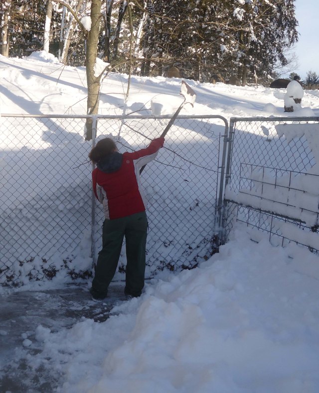 shoveling out the kennel