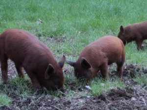 250308_1919182173892_843712_n